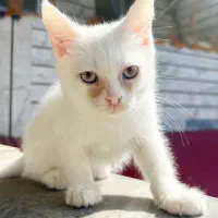 گربه اسکاتیش|گربه|ساری, |دیوار