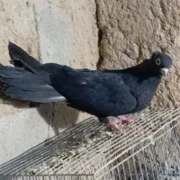 سیاه ماده