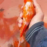 ماهی قرمز مولد آماده تخم ریزی|ماهی|اراک, |دیوار