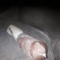 کفتر معاوضه