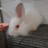 خرگوش سفید لوپ