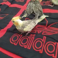 عروس هلندی نروماده|پرنده|ری, علایین|دیوار