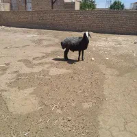 قوچ سیاه شال ۳ساله بشرط همه چی