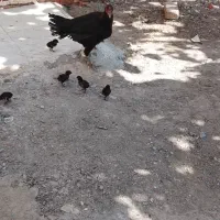 ماده مرغ با 6جوجه|حیوانات مزرعه|ایرانشهر, |دیوار