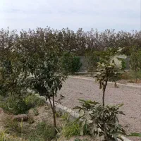 باغ و باغچه/سند تک برگ/درختان بارده