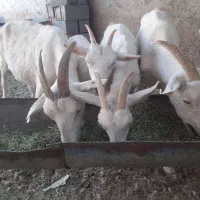 بزسانن. فرانسوی|حیوانات مزرعه|شیراز, بهارستان|دیوار