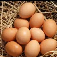 تخم مرغ خانگی