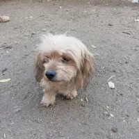 توله پاپی|سگ|زاینده رود, |دیوار