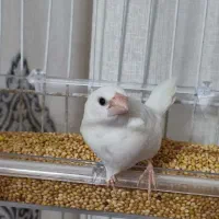 فنچ های مولد بنگالی به فروش می‌رسد