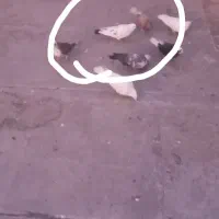 کبوتر باخت رفته