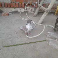 کبوتر گرفتنی