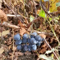 نهال انگور سیاه ریشه دار درجه یک|خدمات باغبانی و درختکاری|اورامان, |دیوار