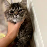 گربه های ناز|گربه|ساری, |دیوار