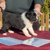 سگ بردرکالی