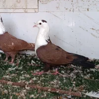 کبوتر کله و دمی و سینه مخمل طوقی پلاکی لامردوراوی