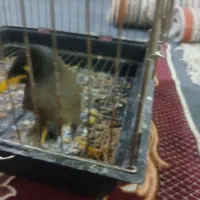 جوجه مینا|پرنده|مشکین‌دشت, |دیوار