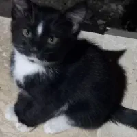گربه|گربه|مراغه, |دیوار