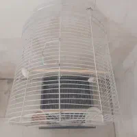 قفس