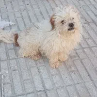 سگ گمشده|حیوانات|کرمانشاه, |دیوار