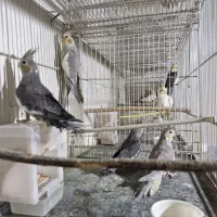 عروس هلندی|پرنده|شیروان (خراسان), |دیوار