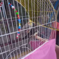 طوطی نر وماده|پرنده|هریس, |دیوار