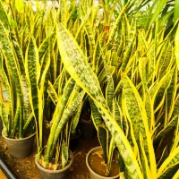 گل سانسوریا تعداد بالا عمده خرده