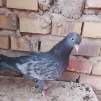 کفتر|پرنده|یزد, |دیوار