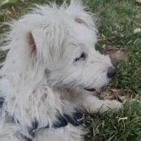 سگ پاکوتاه شیتزو تریر|سگ|هشتگرد, فاز ۱ مهستان|دیوار