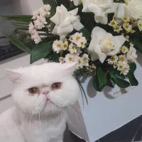 پرشین نر اصیل آماده جفتگیری|گربه|پردیس, فاز ۸|دیوار