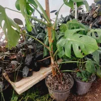 ۵تا گل یک هدیه|گل و گیاه طبیعی|مشکین‌دشت, |دیوار