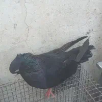 کبوتر|پرنده|مسجد سلیمان, |دیوار