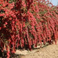 خریدار زرشک روی درخت در محدوده مود و سربیشه