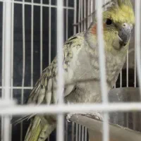 عروس هلندی دستی|پرنده|شیراز, فرودگاه شهید دستغیب شیراز|دیوار