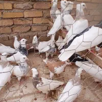 ۱۷ جفت کفتر|پرنده|یزد, |دیوار