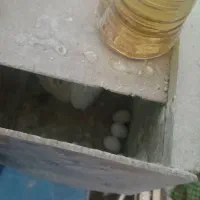 عروس مولد|پرنده|اردکان, |دیوار