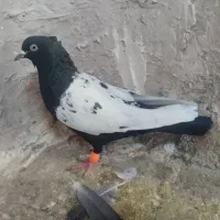 المانی سیاه کاکل