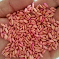 گندم بذری سرداری