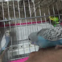 یک جفت مرغ عشق بالغ و اماده