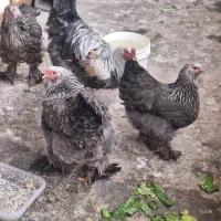 مرغ و خروس برهما دارک