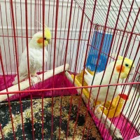 دوجفت عروس هلندی بشرط مولد