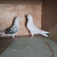 کبوتر شازده و سرخ و سوسکی|پرنده|اصفهان, رهنان|دیوار