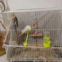 عروس هلندی|پرنده|مشهد, خواجه ربیع|دیوار