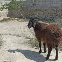 یک راس بره نر همو