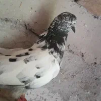 کبوتر پرشی عالی