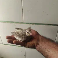 جوجه هلندی سرلاکی پروانه ای سینامون واهویی