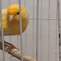 قناری نر بالغ