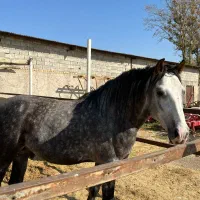 اسب|اسب و تجهیزات اسب‌سواری|بشاریات, |دیوار