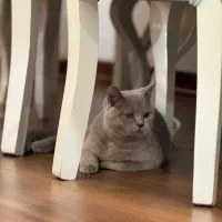 گربه بریتیش رنگ بلو(طوسی)