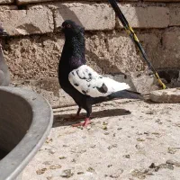 کبوتر سینه سیاه نر خوشتیپ