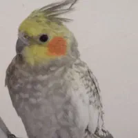 پرنده|حیوانات|بجنورد, |دیوار